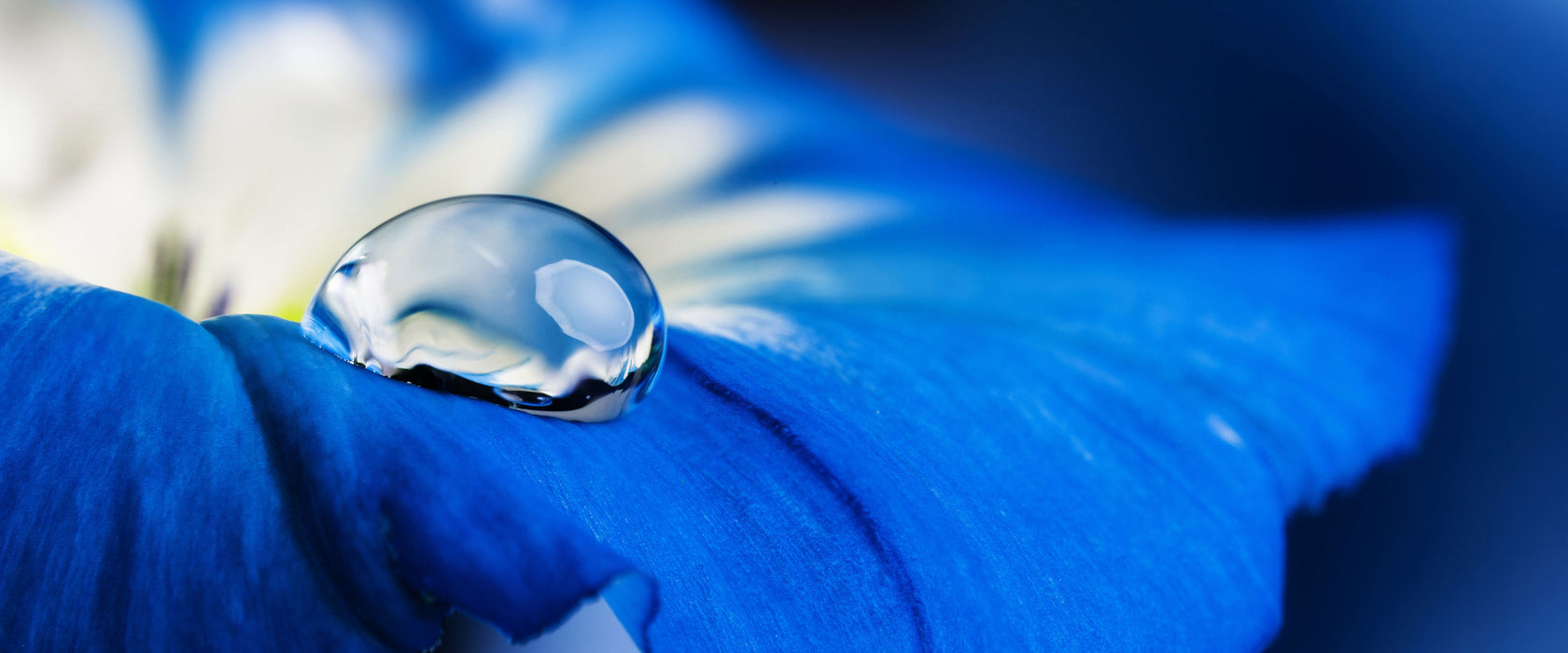 Wassertropfen auf blauer Blüte, Glasbild Panorama