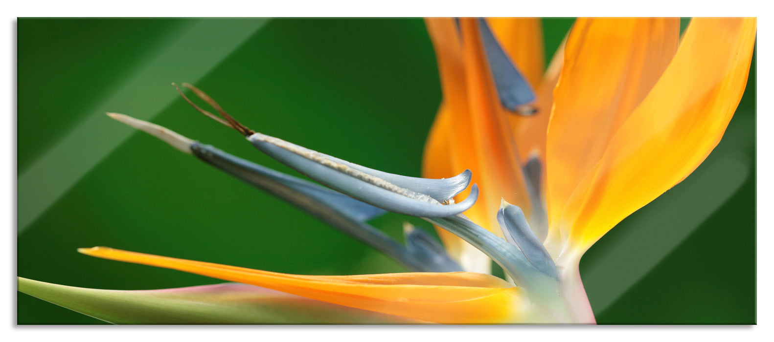 Tropische Blume, Glasbild Panorama