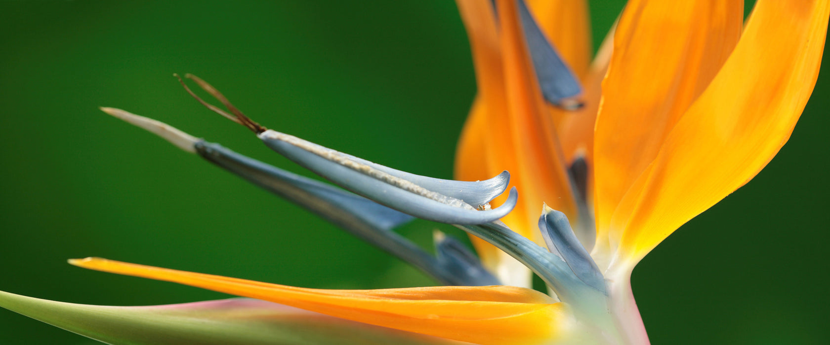 Tropische Blume, Glasbild Panorama