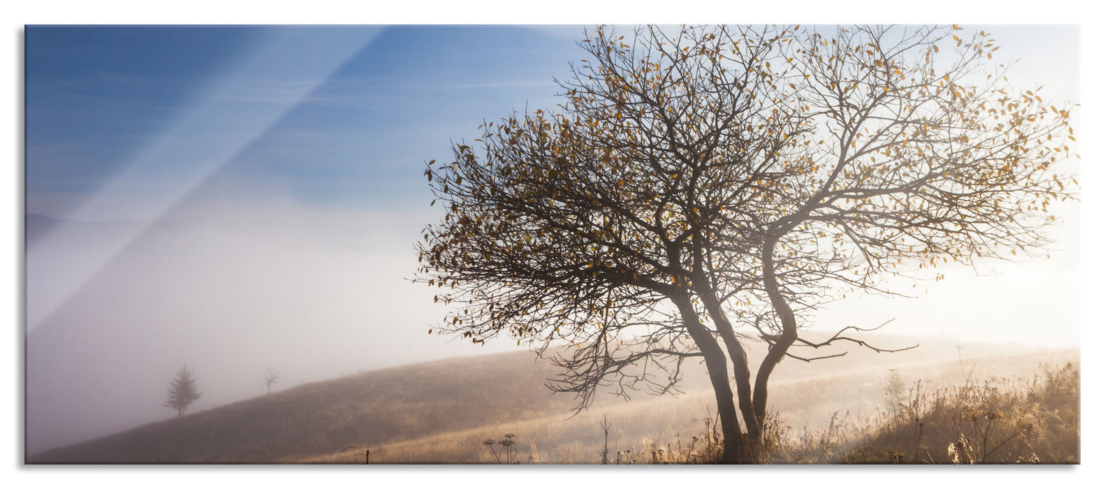 Baum im hohen Gras, Glasbild Panorama