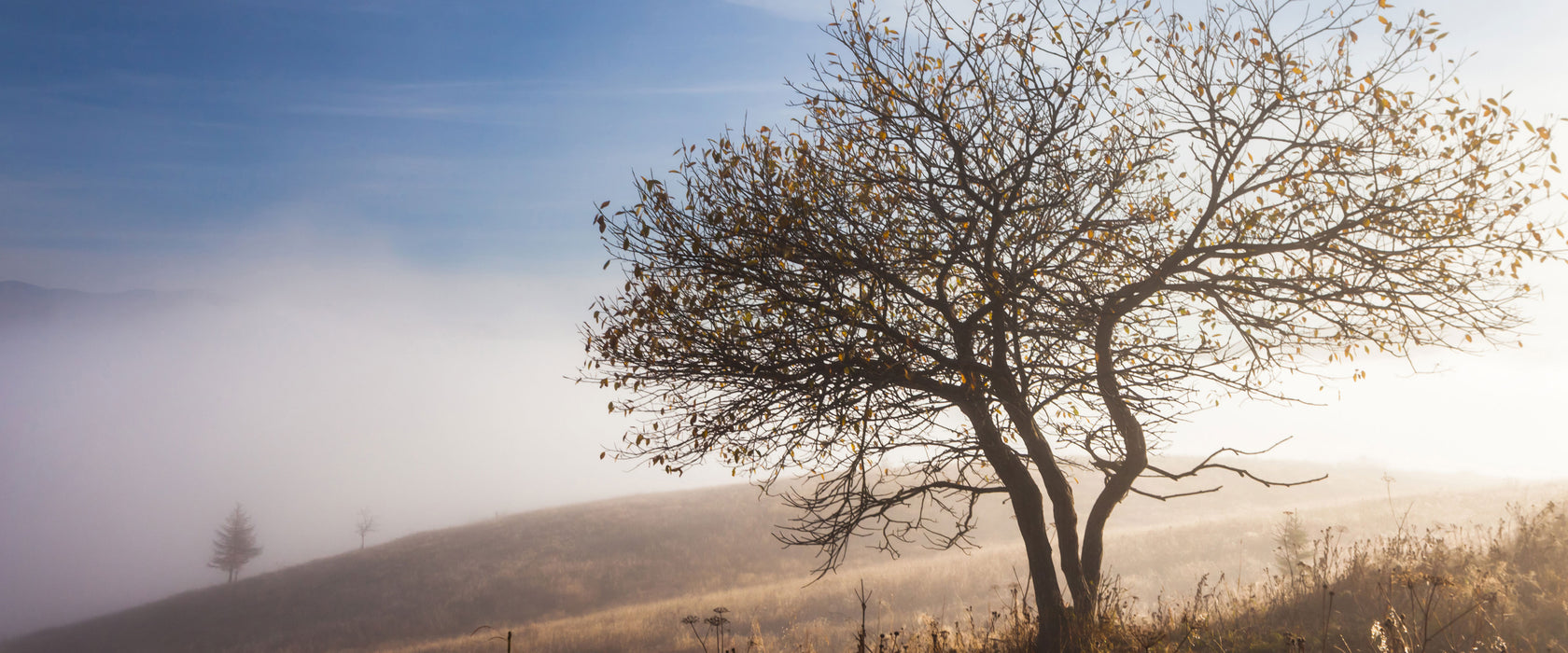 Baum im hohen Gras, Glasbild Panorama