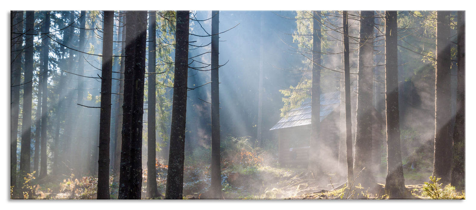 Sonnenstrahlen im Wald, Glasbild Panorama