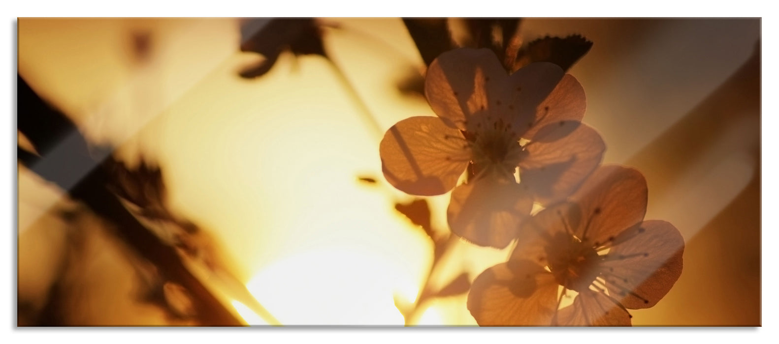 Blüten am Baum, Glasbild Panorama