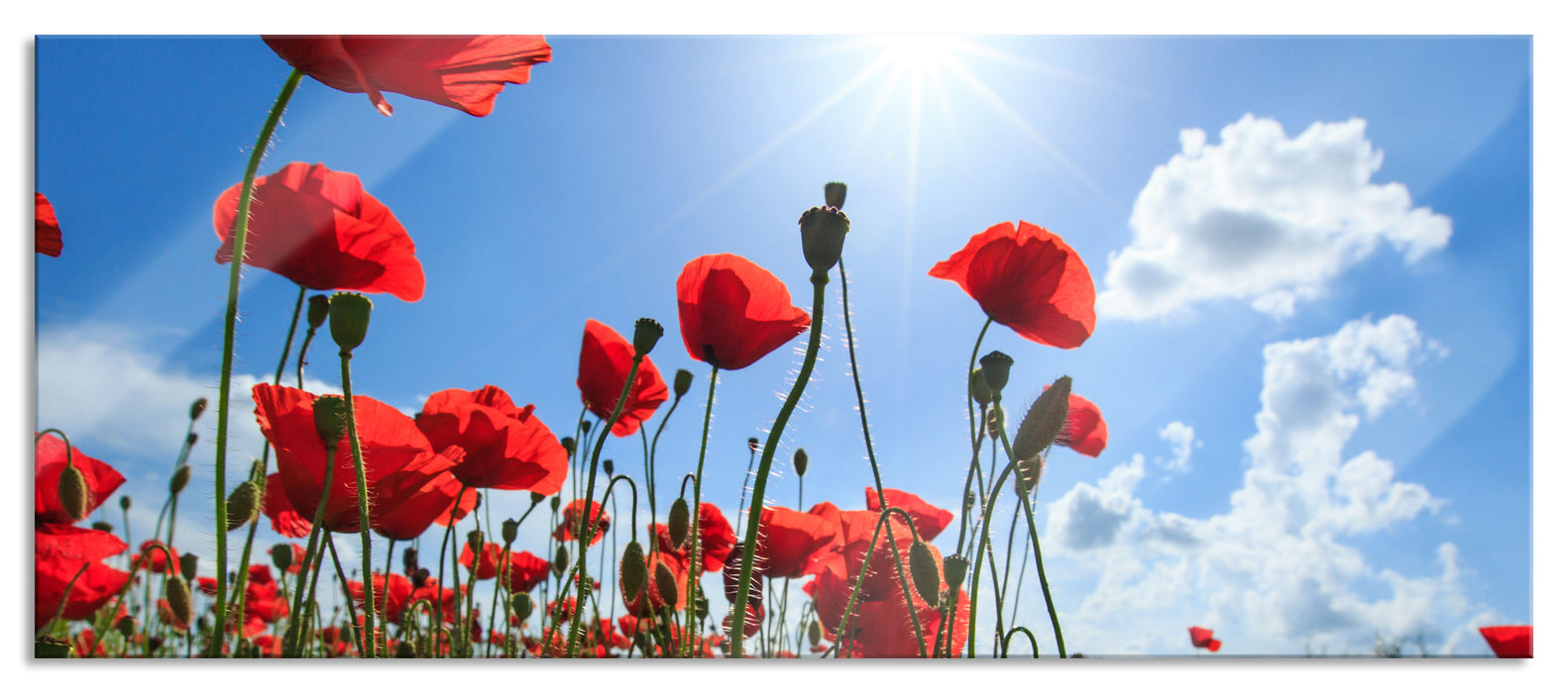 Mohnblumen, Glasbild Panorama