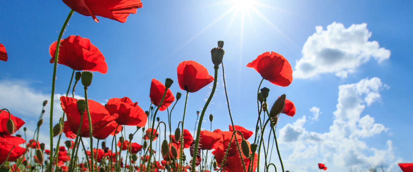 Mohnblumen, Glasbild Panorama