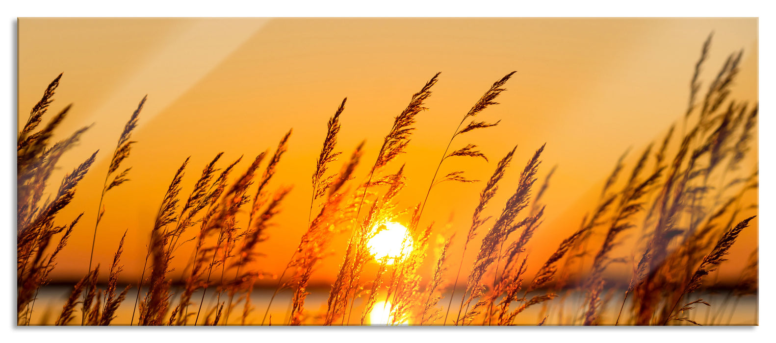 Sonne zwischen Gräsern, Glasbild Panorama