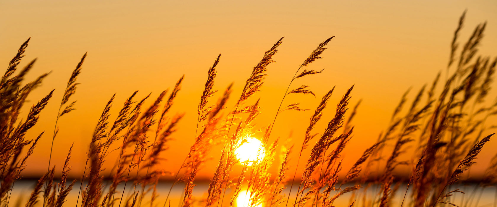 Sonne zwischen Gräsern, Glasbild Panorama