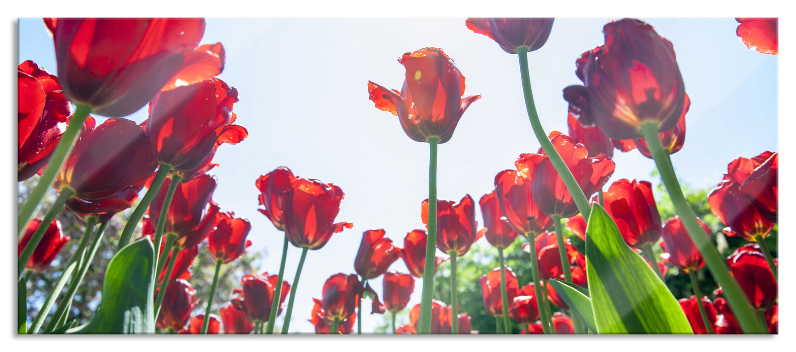 Pixxprint Tulpenfeld, Glasbild Panorama