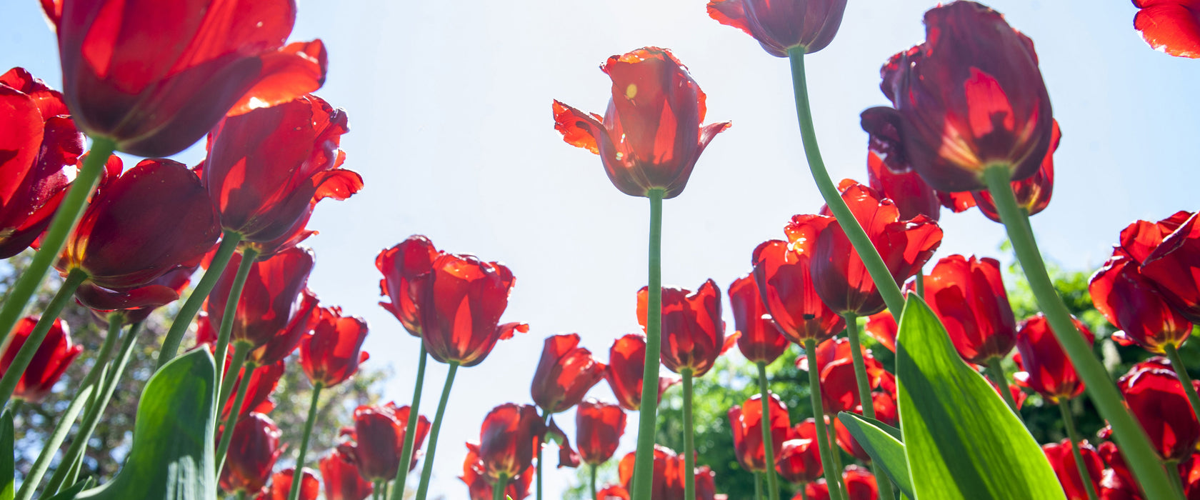 Tulpenfeld, Glasbild Panorama