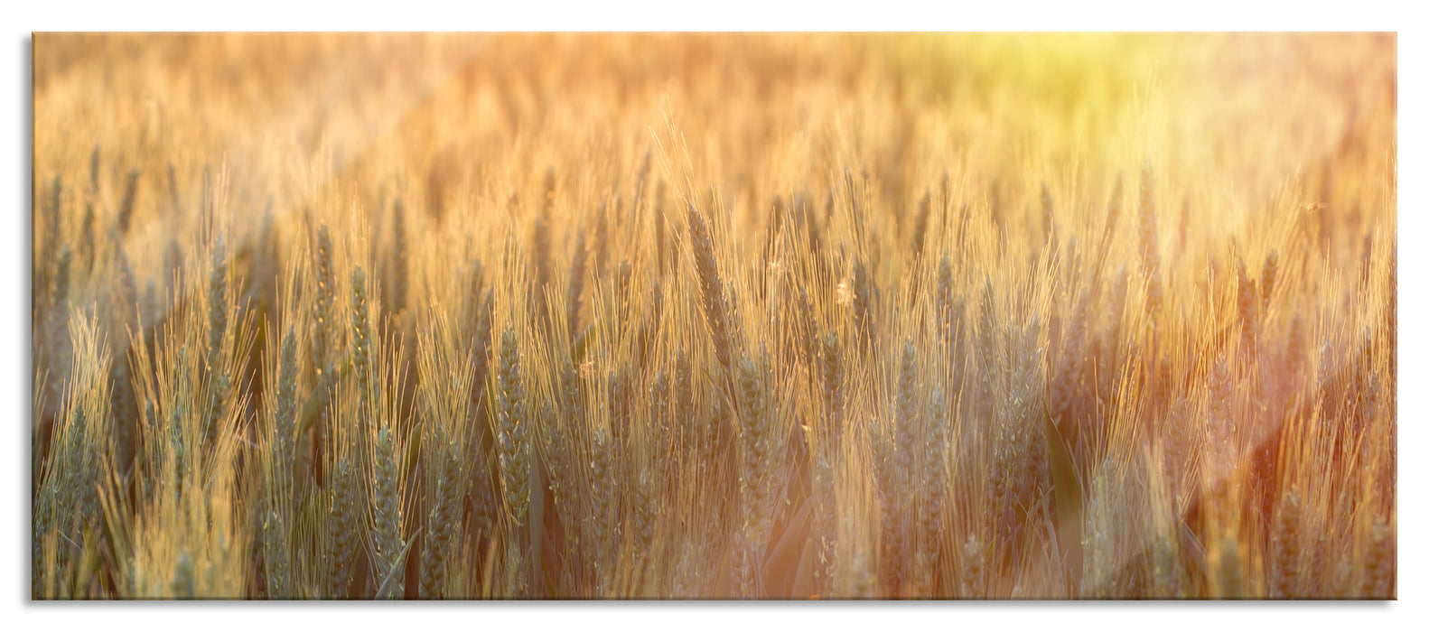 Pixxprint Getreidefeld, Glasbild Panorama