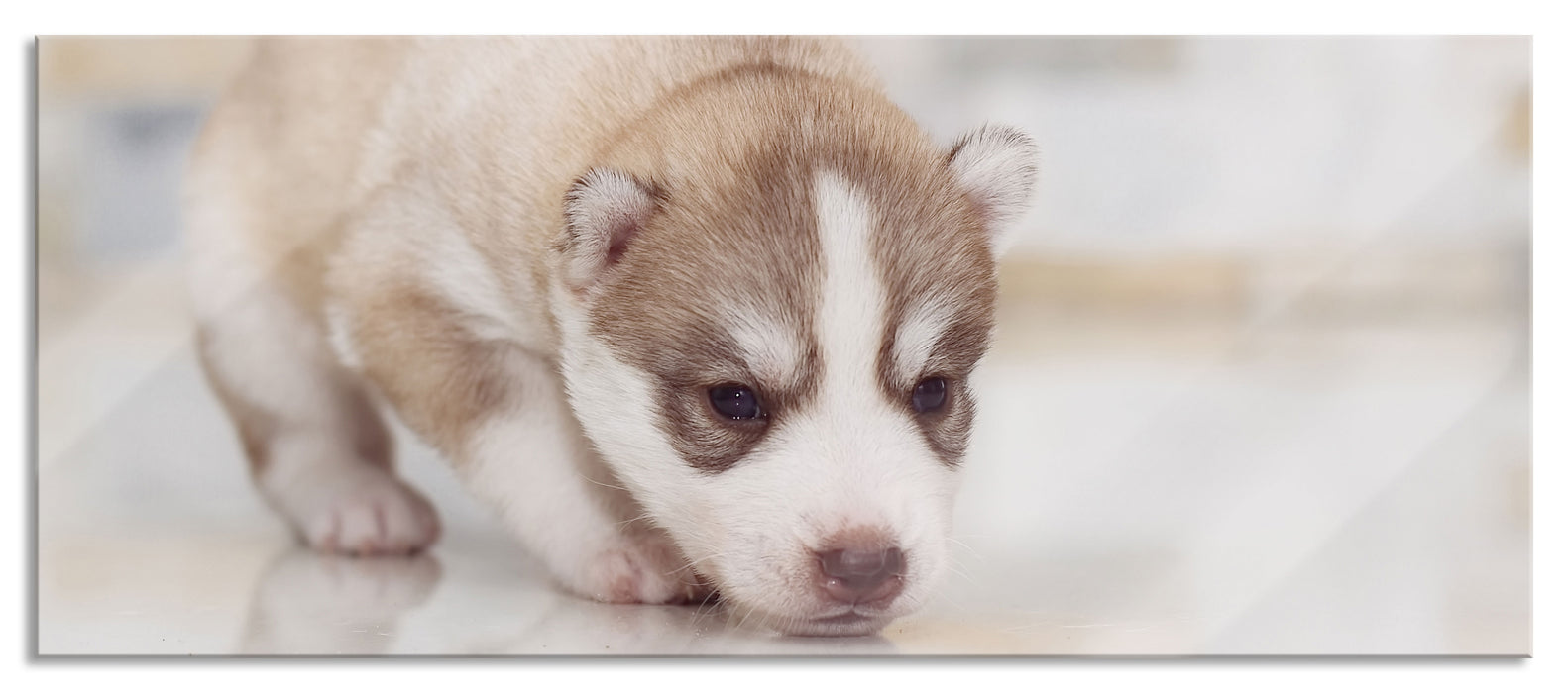 Husky Welpe, Glasbild Panorama