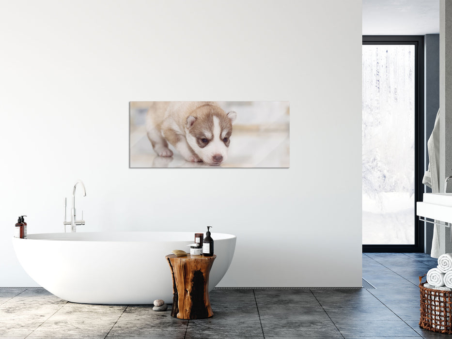 Husky Welpe, Glasbild Panorama