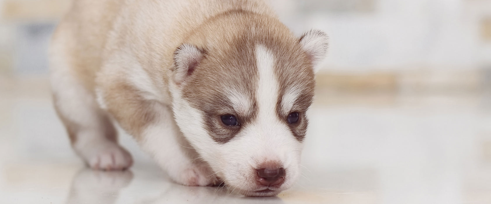 Husky Welpe, Glasbild Panorama