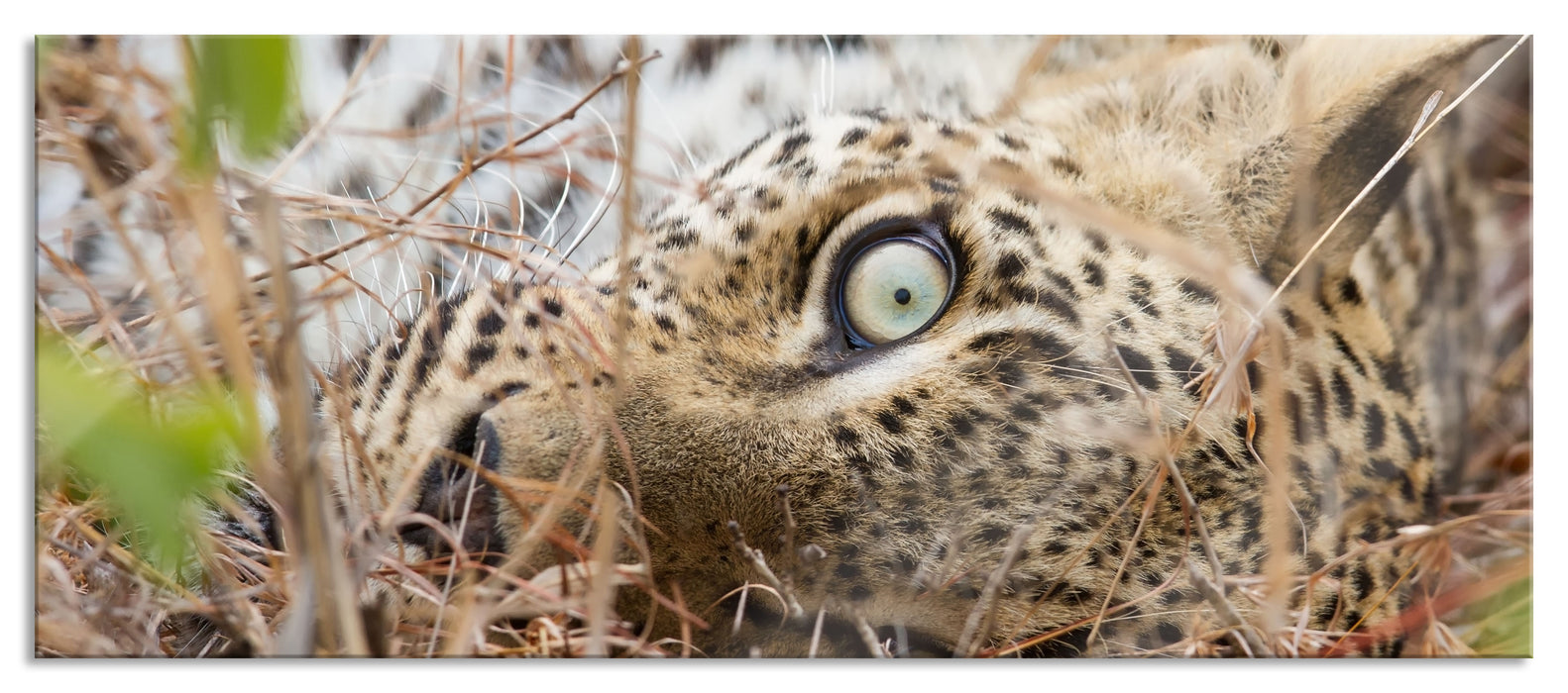 Leopard, Glasbild Panorama