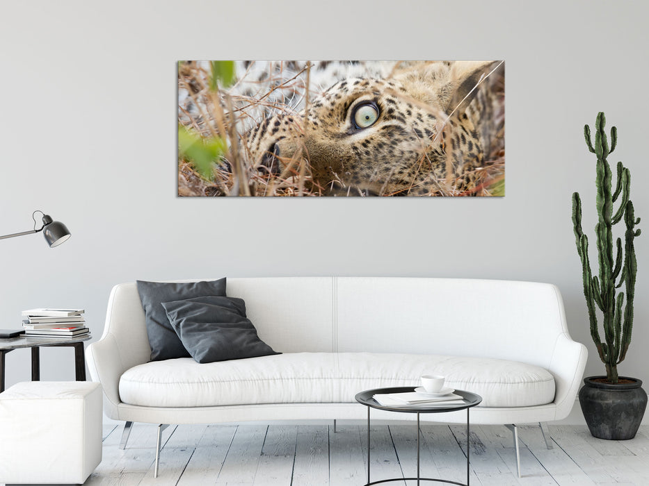 Leopard, Glasbild Panorama