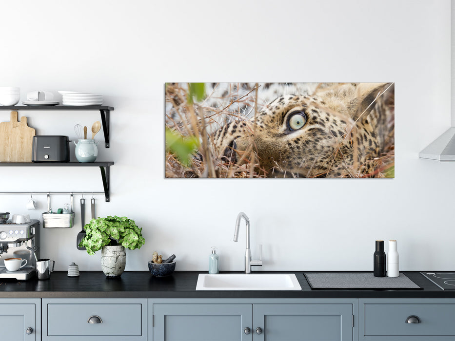 Leopard, Glasbild Panorama