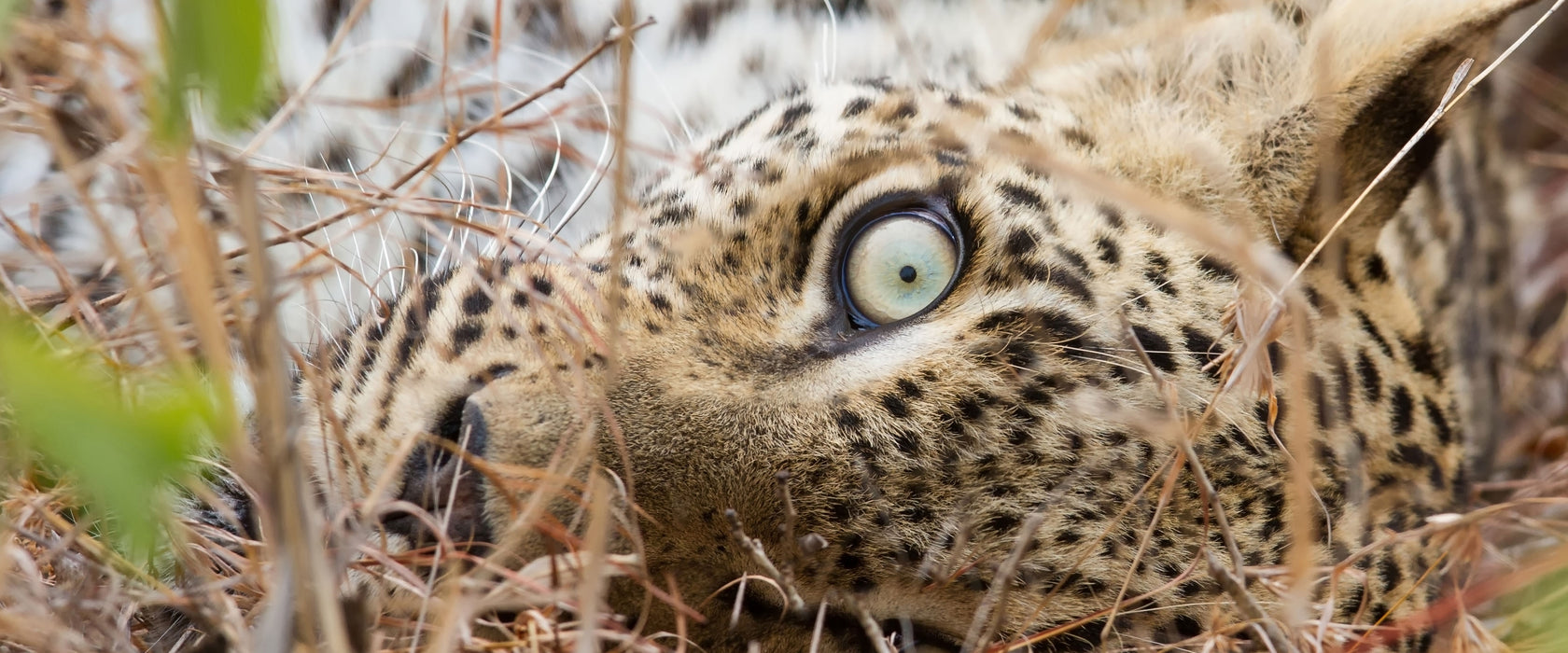 Leopard, Glasbild Panorama