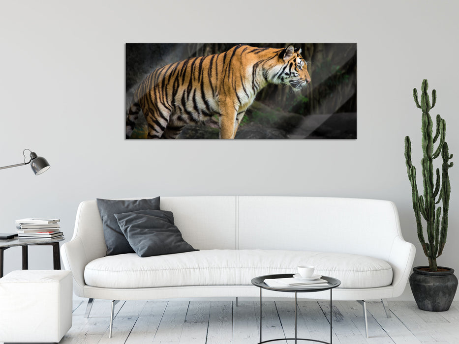 Tiger, Glasbild Panorama