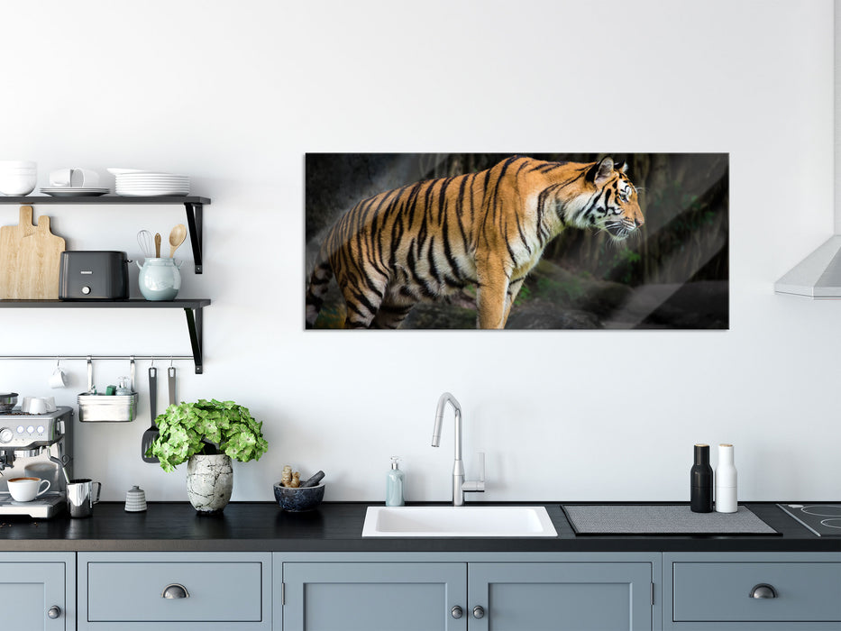 Tiger, Glasbild Panorama