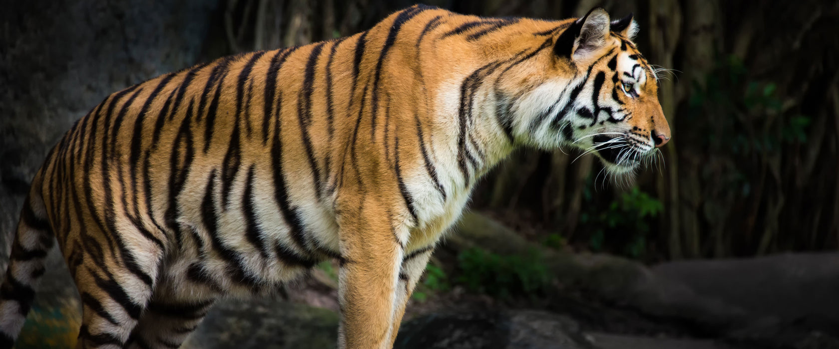 Tiger, Glasbild Panorama