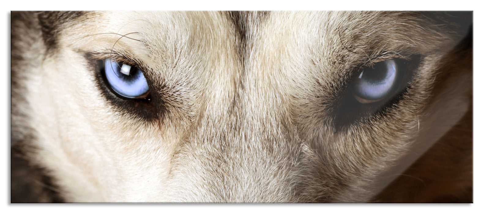 Pixxprint Husky eisblaue Augen, Glasbild Panorama