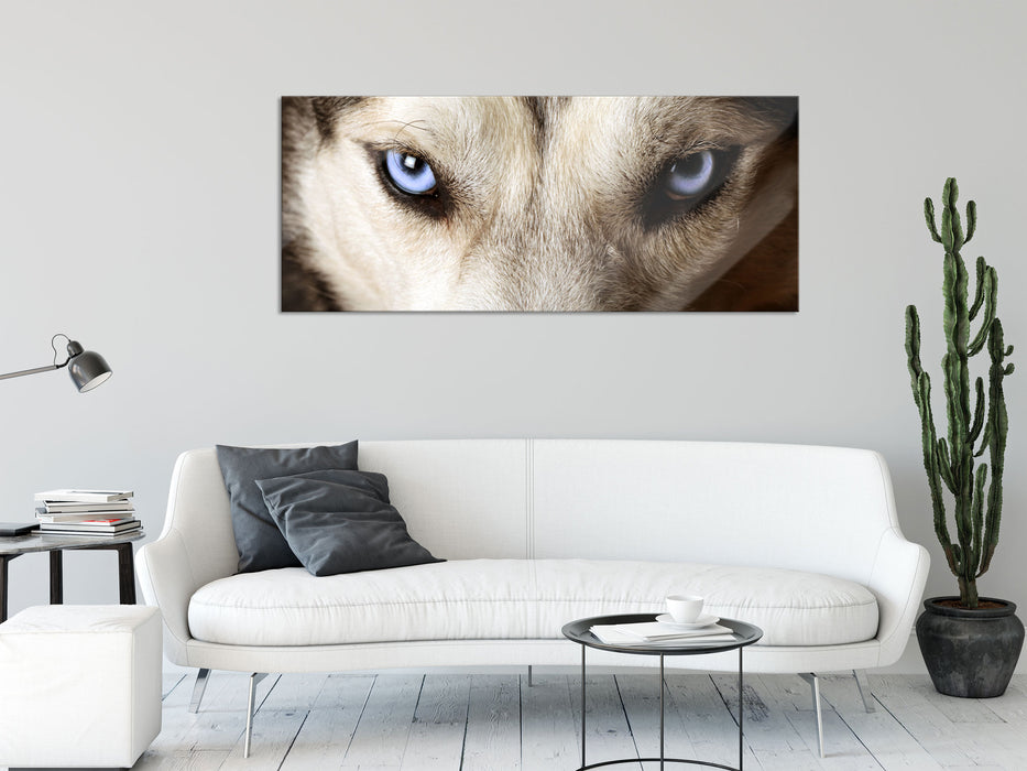 Husky eisblaue Augen, Glasbild Panorama