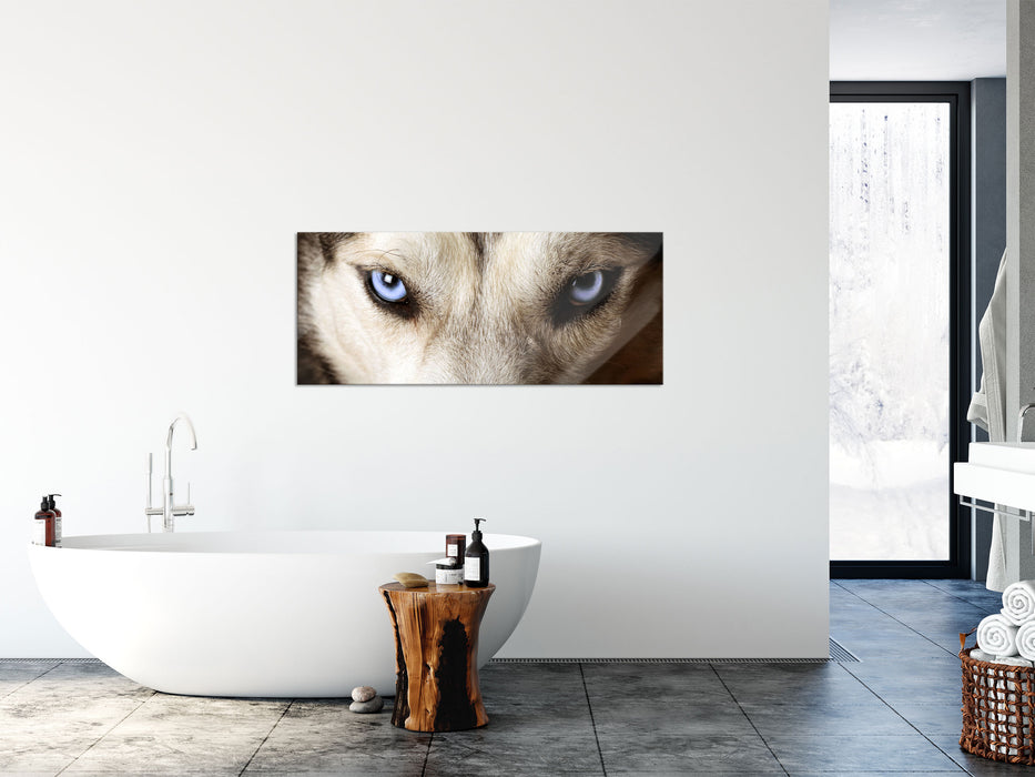 Husky eisblaue Augen, Glasbild Panorama