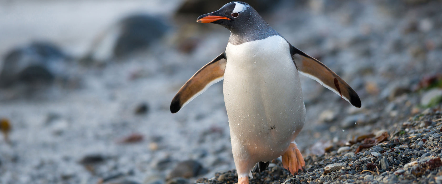 Pinguine, Glasbild Panorama