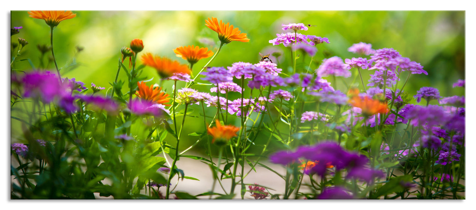 Pixxprint Blumenwiese, Glasbild Panorama