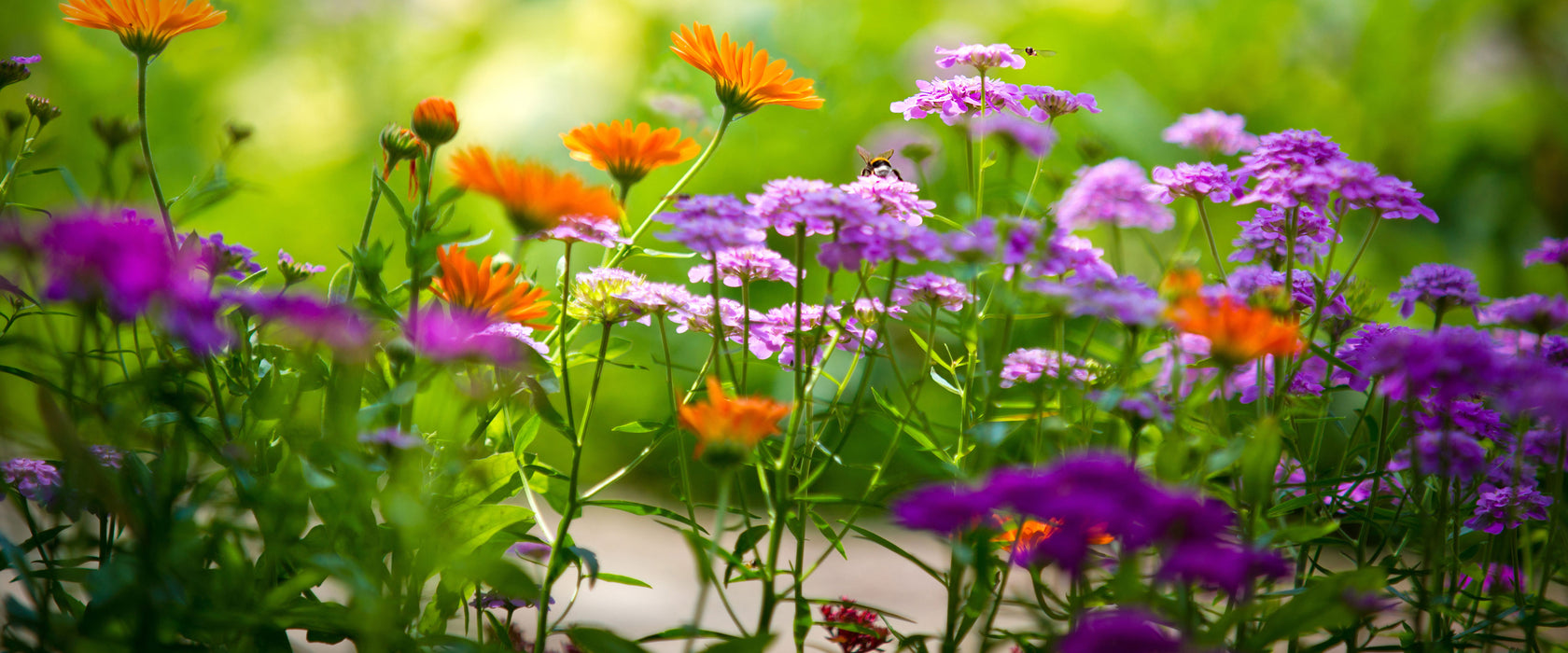 Blumenwiese, Glasbild Panorama