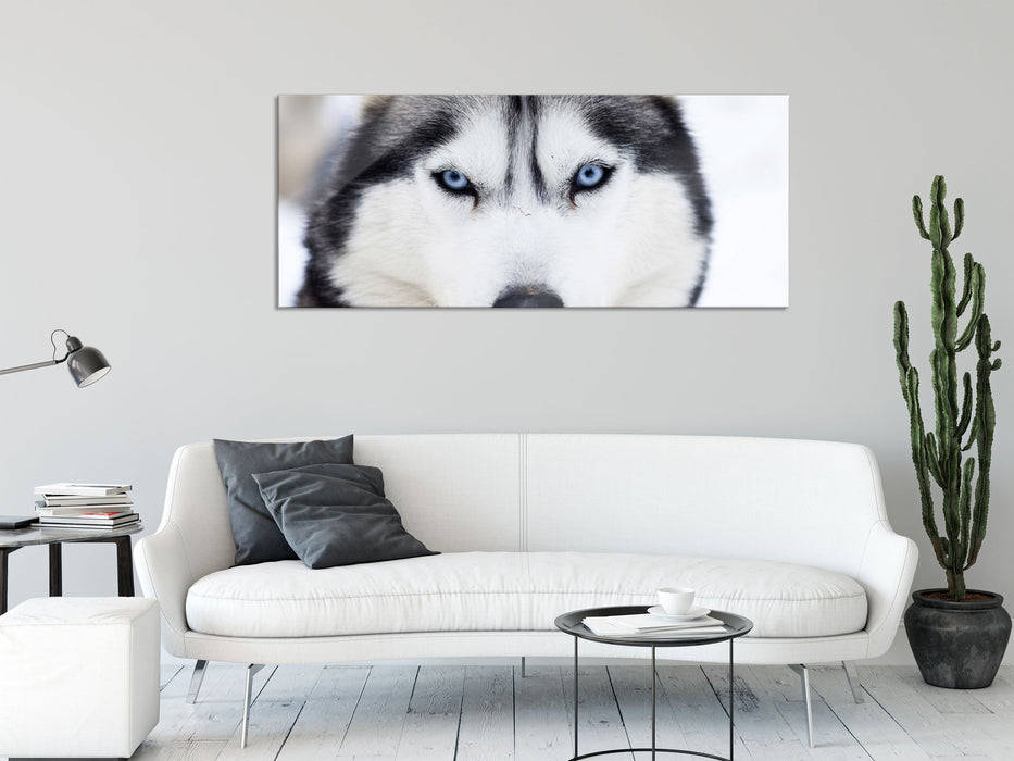 Husky, Glasbild Panorama