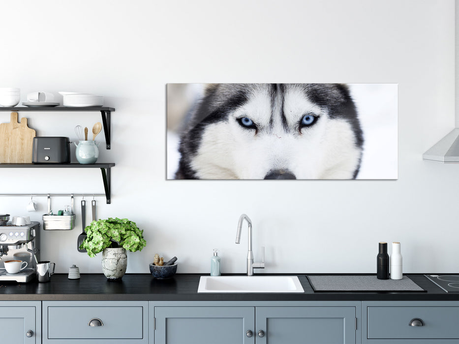 Husky, Glasbild Panorama