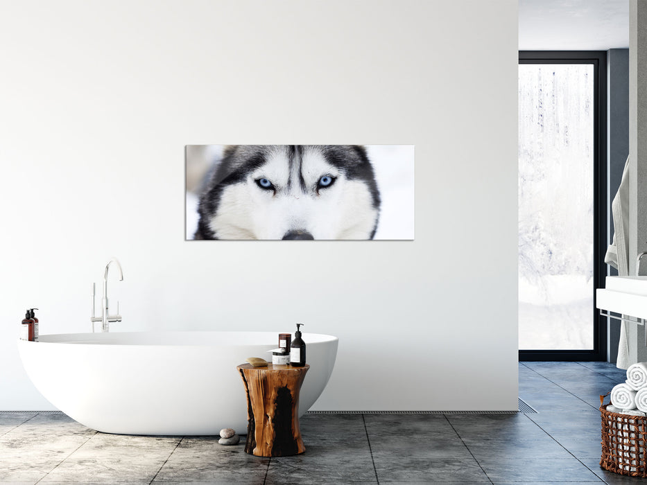 Husky, Glasbild Panorama