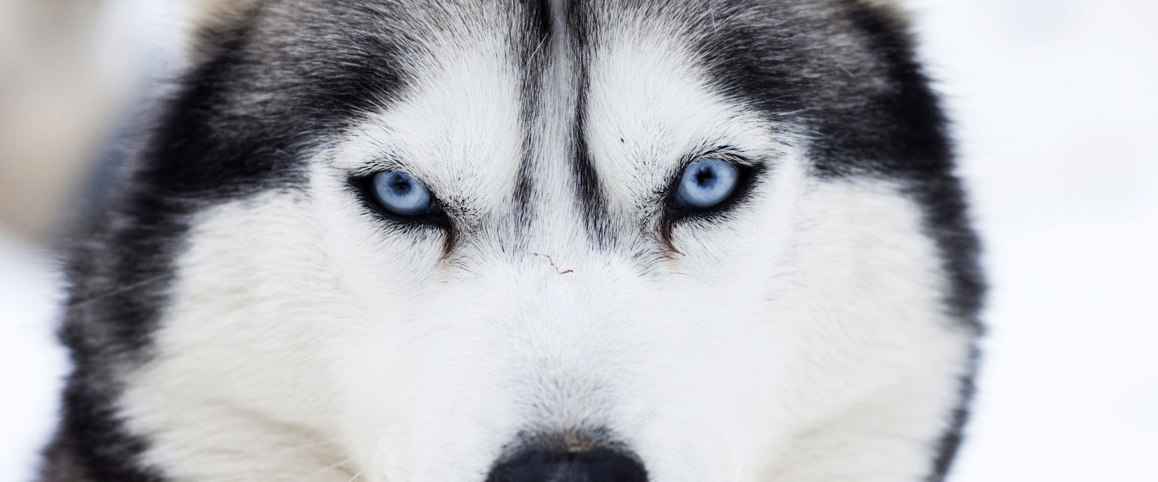 Husky, Glasbild Panorama