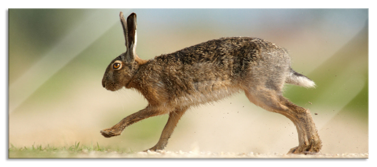 Hüpfender Hase, Glasbild Panorama