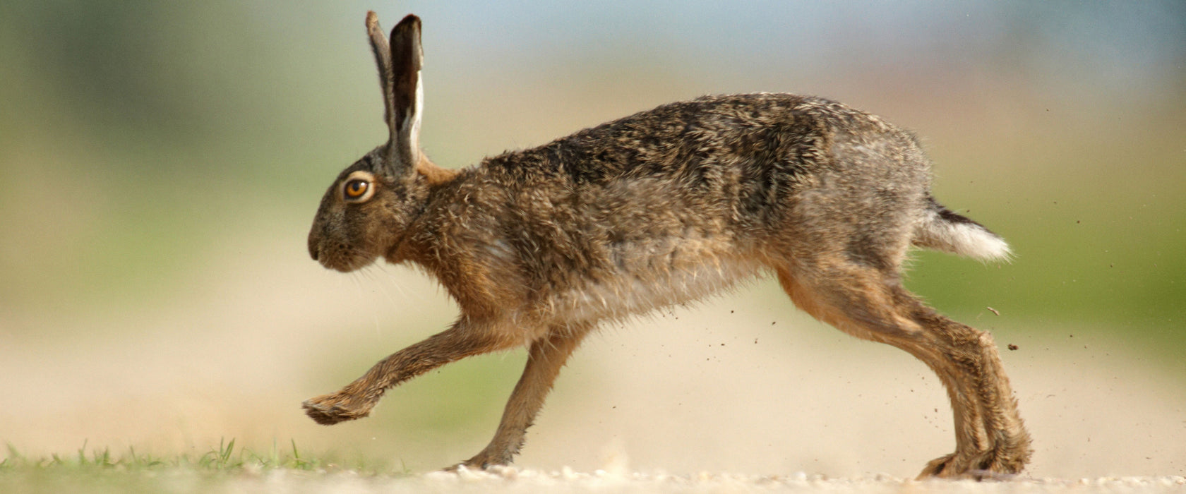 Hüpfender Hase, Glasbild Panorama