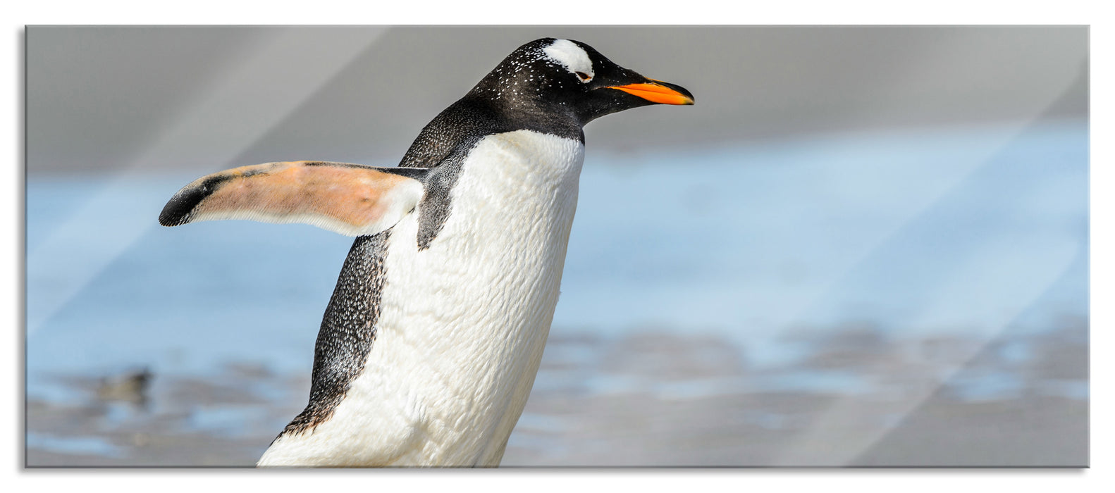 Pinguin am Strand, Glasbild Panorama