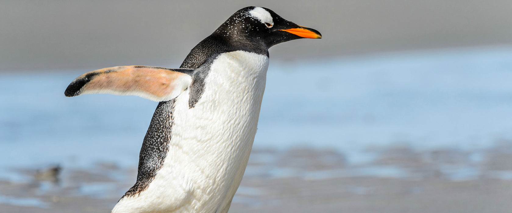 Pinguin am Strand, Glasbild Panorama