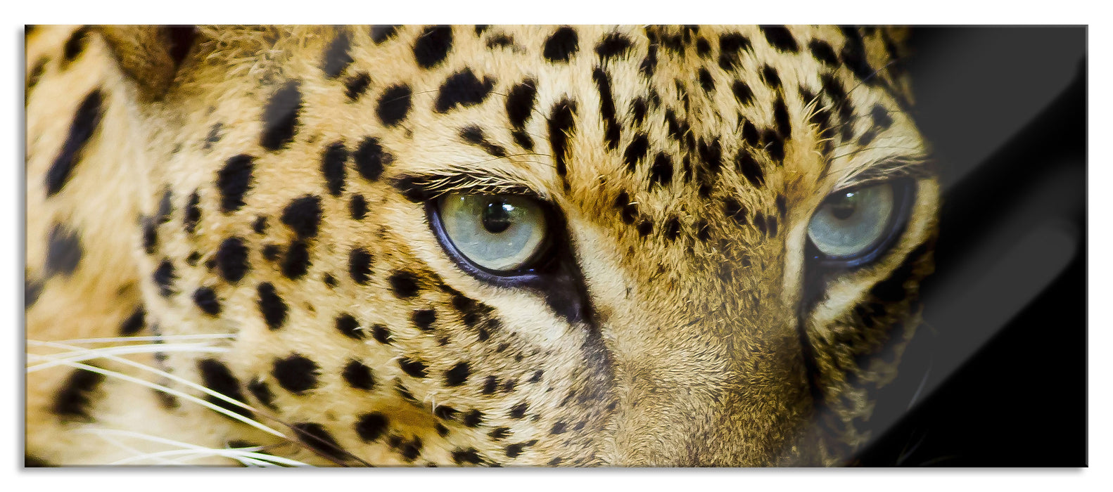 Leopard mit blauen Augen, Glasbild Panorama