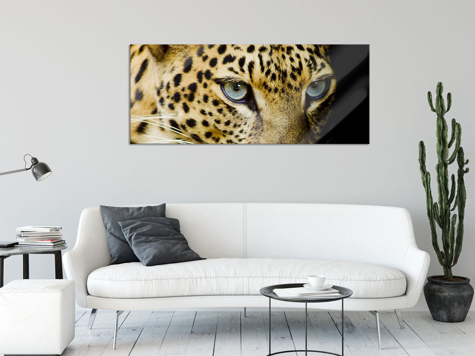 Leopard mit blauen Augen, Glasbild Panorama