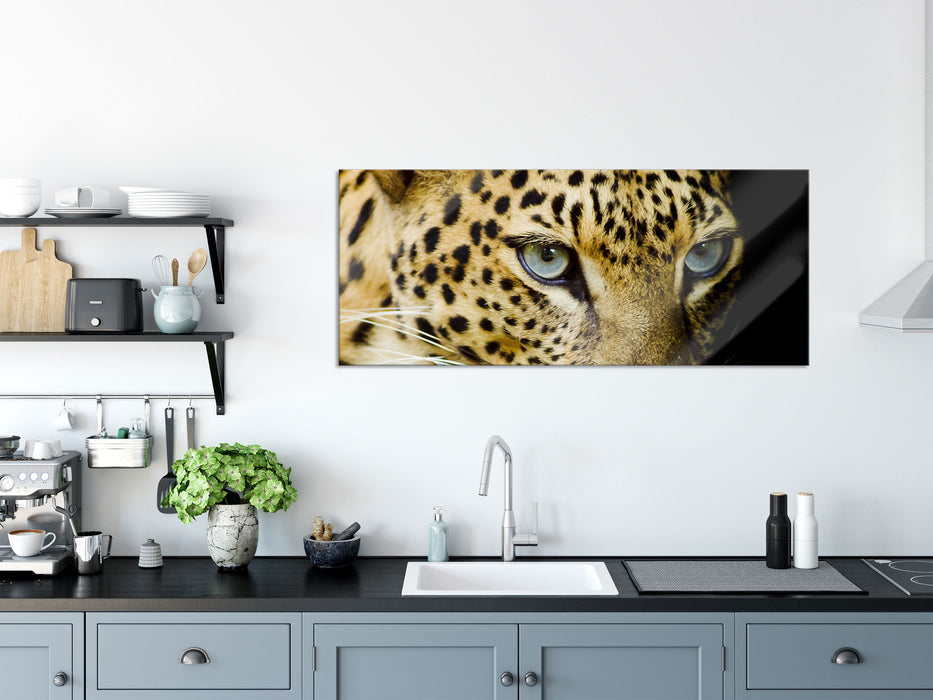 Leopard mit blauen Augen, Glasbild Panorama