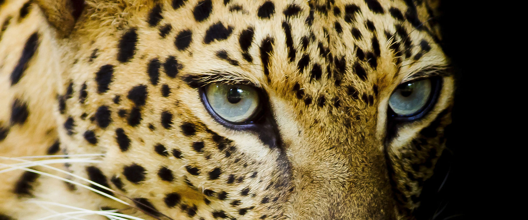 Leopard mit blauen Augen, Glasbild Panorama