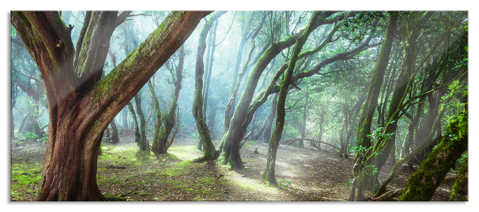 Pixxprint Wald, Glasbild Panorama