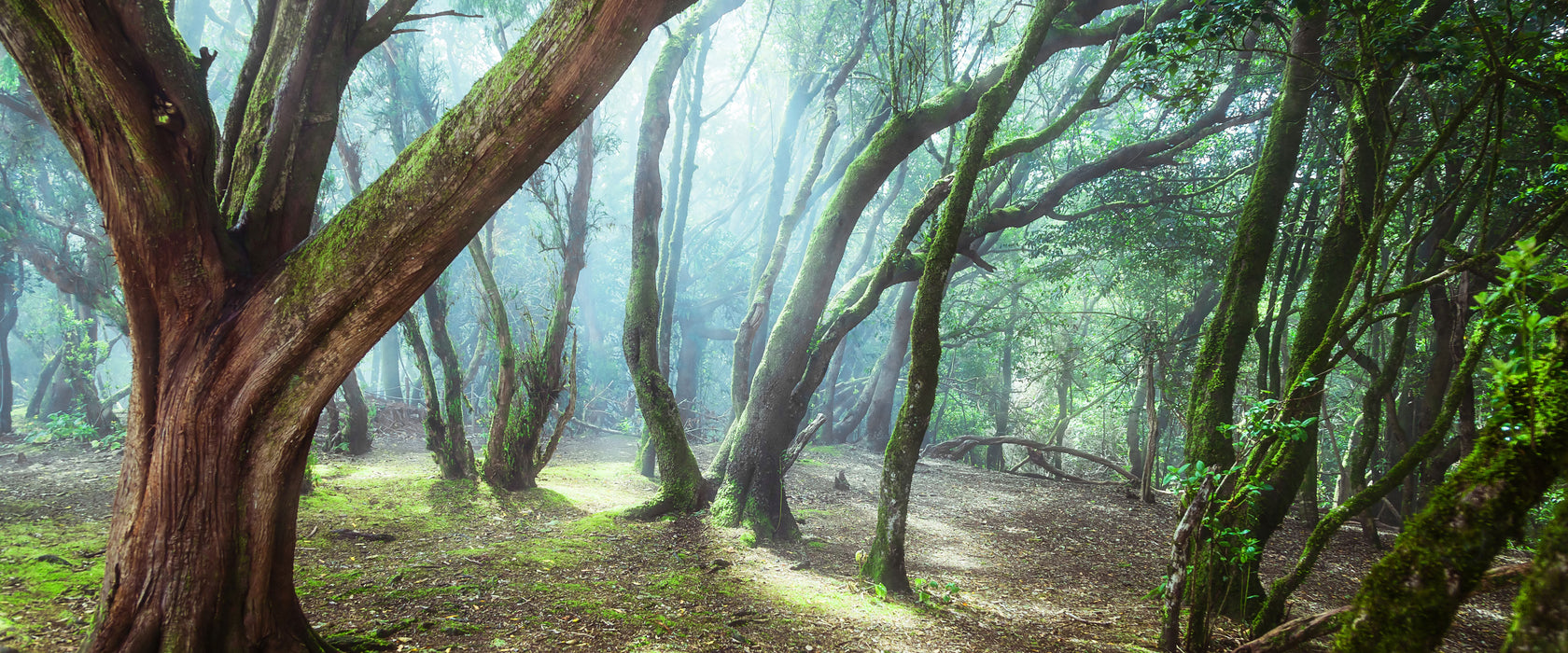 Wald, Glasbild Panorama