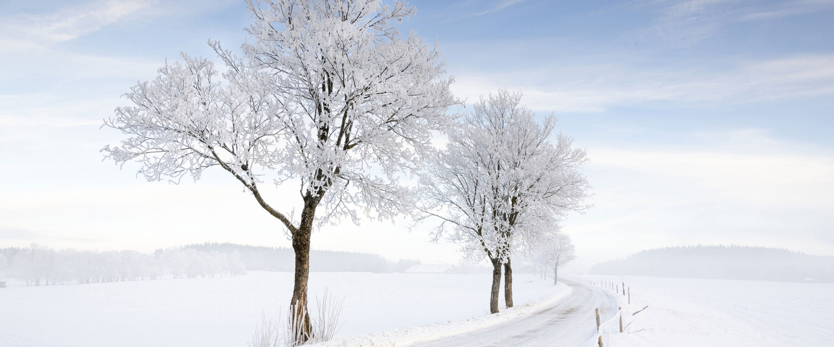 Baum im Schnee, Glasbild Panorama