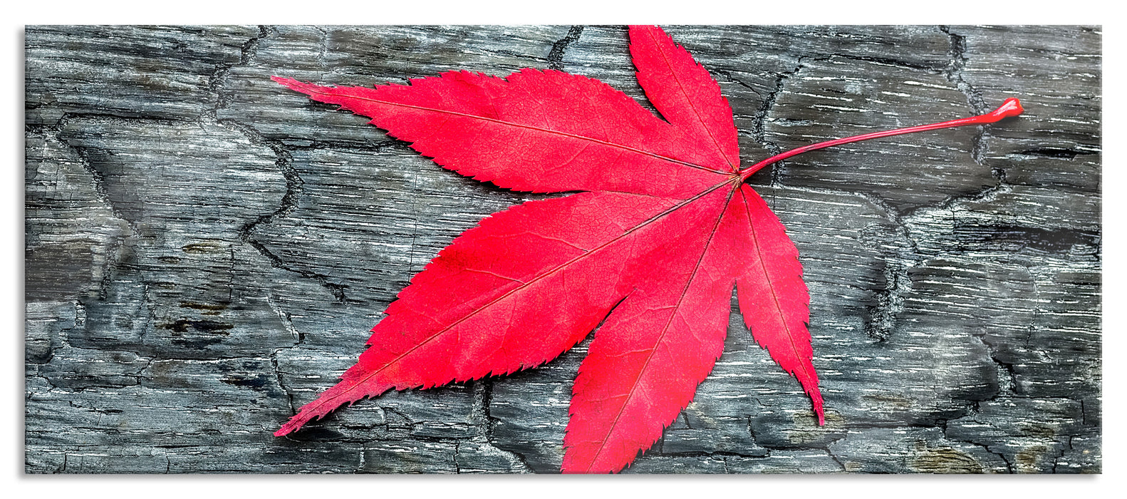 Pixxprint Blatt auf Holz Natur, Glasbild Panorama