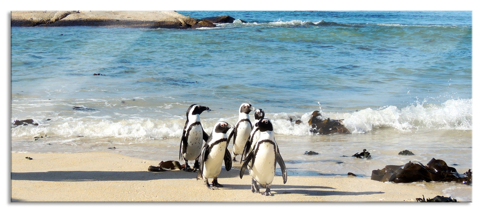 Pinguine am Strand, Glasbild Panorama