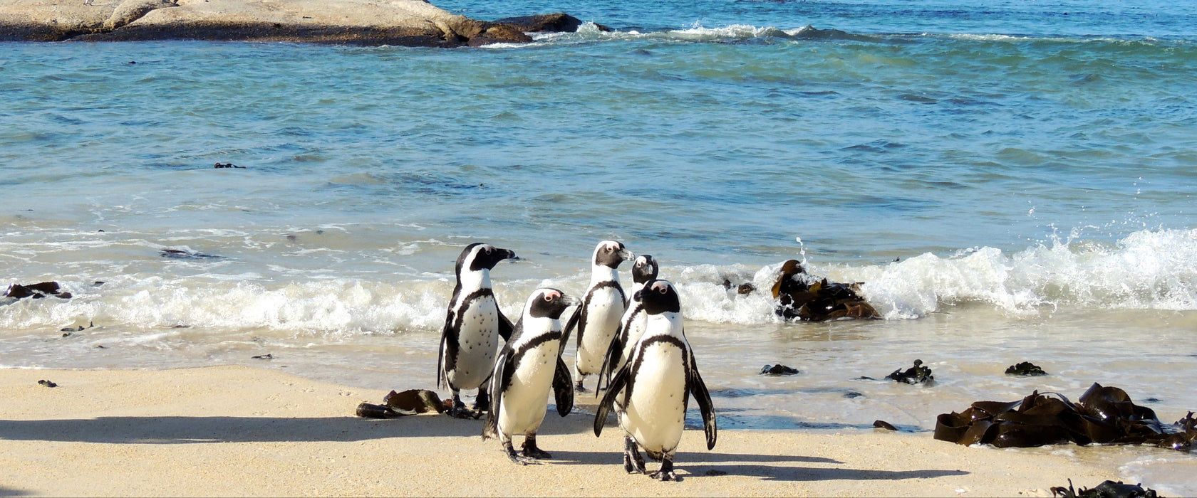 Pinguine am Strand, Glasbild Panorama