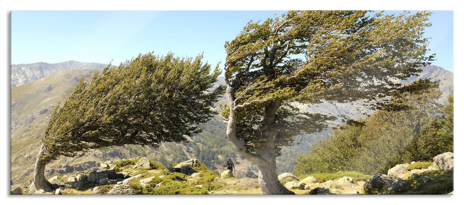 Schiefer Baum, Glasbild Panorama