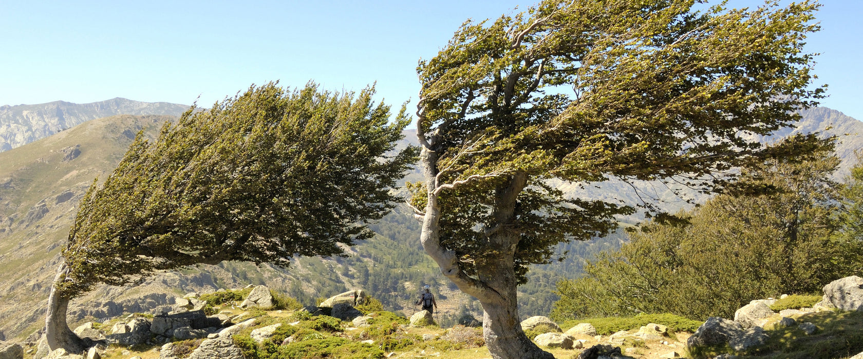 Schiefer Baum, Glasbild Panorama